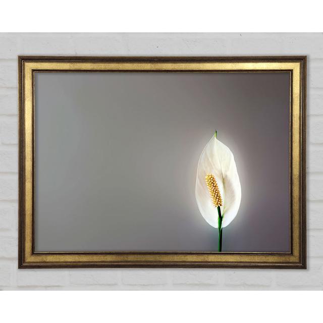 White Lily Heaven - Print Brayden Studio Size: 21cm H x 29.7cm W x 1.5cm D on Productcaster.