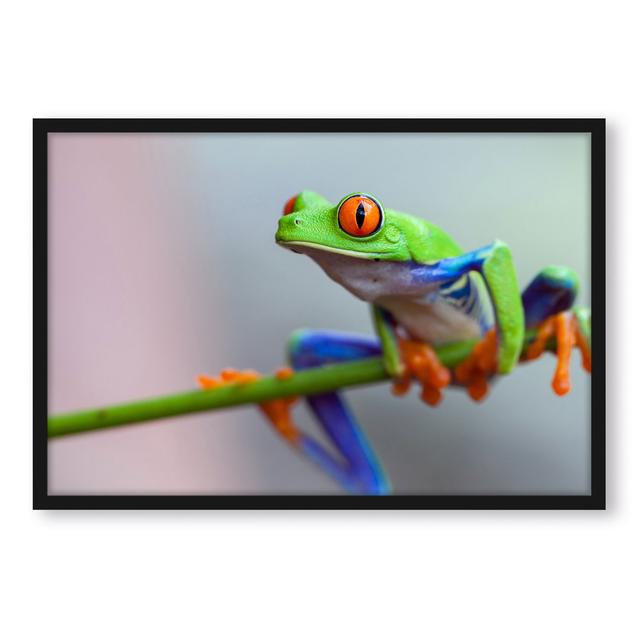 Gerahmtes Poster Grüner Frosch auf Ast ModernMoments Größe: 100 cm H x 70 cm B x 2.5 cm T on Productcaster.