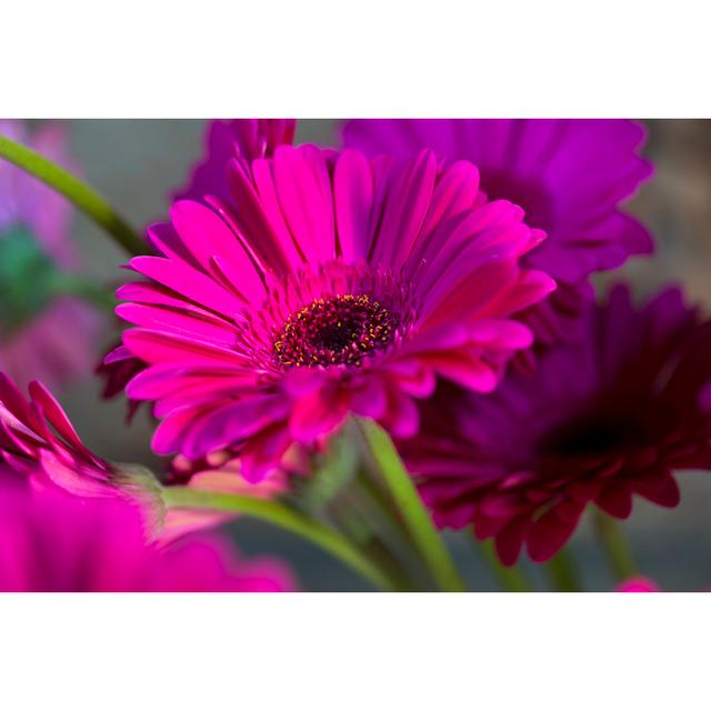 Flieder Gerbera Blume von Javgutierrez - Drucken 17 Stories Größe: 60 cm H x 40 cm B on Productcaster.