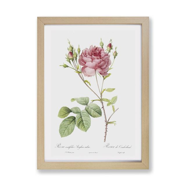 'Cumberland Rose' by Pierre-Joseph Redoute - Picture Frame Painting Print on Paper East Urban Home Size: 33cm H x 45cm W x 2cm D, Frame Option: Oak on Productcaster.