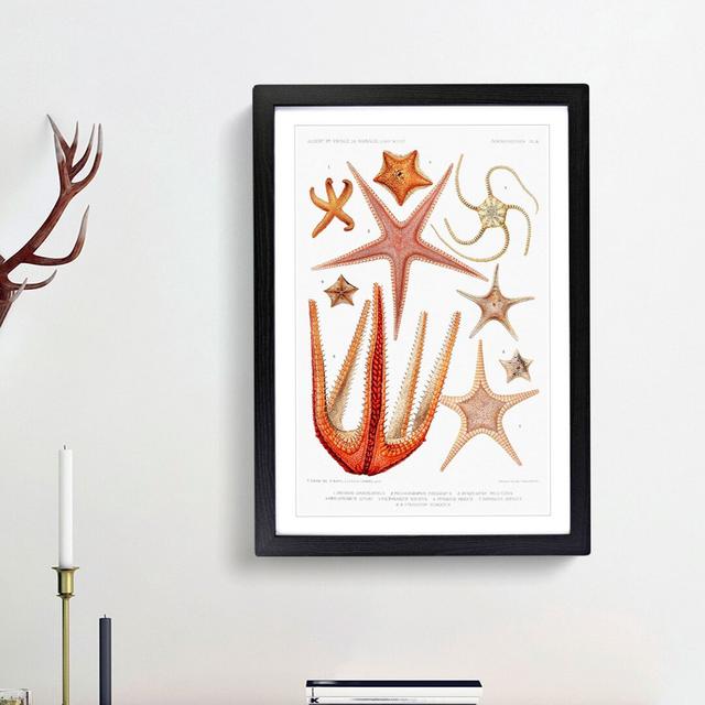 Starfish Illustrations by Albert I - Picture Frame Graphic Art Print East Urban Home Frame Option: Black Framed, Size: 36cm H x 27cm W x 2cm D on Productcaster.