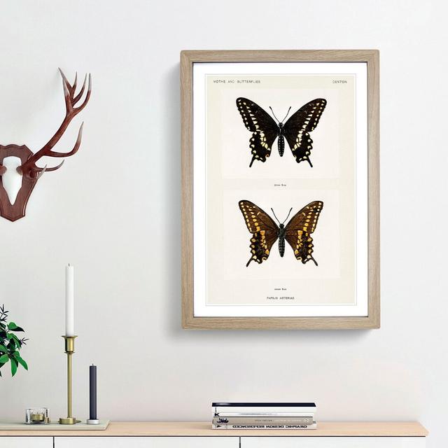 Black Swallowtail Butterfly by S.F. Denton - Picture Frame Graphic Art Print East Urban Home Size: 65cm H x 48cm W x 2cm D, Frame Option: Oak Framed on Productcaster.