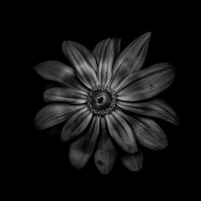 Black And White Daisy V by Brian Carson - Wrapped Canvas Art Prints ClassicLiving Size: 91cm H x 91cm W on Productcaster.