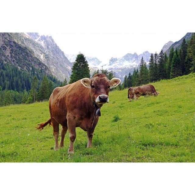 Biseye Dairy Cows in Mountains - Wrapped Canvas Photograph Alpen Home Size: 30cm H x 46cm W x 3.8cm D on Productcaster.