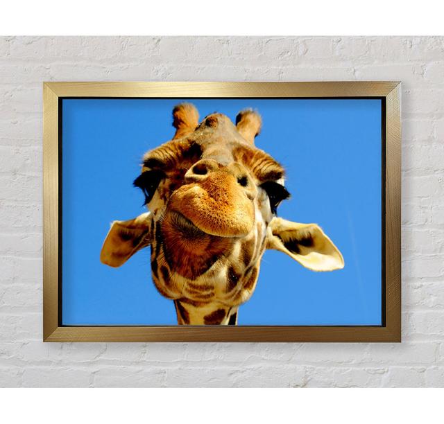 Giraffe Smile - Single Picture Frame Art Prints Bright Star Size: 84.1cm H x 118.9cm W on Productcaster.