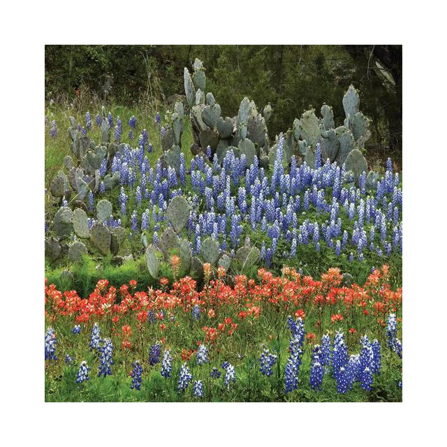 Bluebonnet, Paintbrush Cactus, Texas and Pricky Pear - Horizontal by Tim Fitzharris - Wrapped Canvas Photograph Natur Pur Size: 30.48cm H x 30.48cm W on Productcaster.