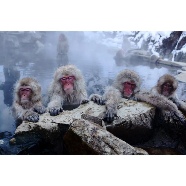 Four Snow Monkeys Resting on a Rock Ledge by Jimney - Wrapped Canvas Photograph Union Rustic Size: 61cm H x 91cm W x 3.8cm D on Productcaster.