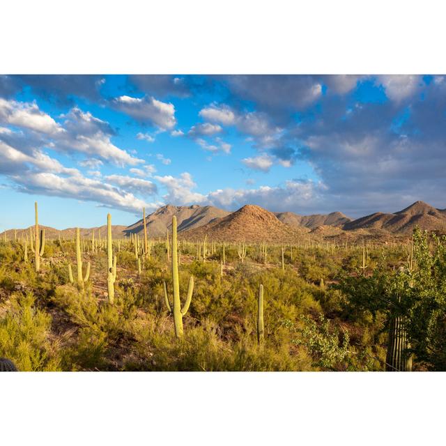 Sonoran Desert by Jay Pierstorff - Wrapped Canvas Print Natur Pur Size: 30cm H x 46cm W x 3.8cm D on Productcaster.