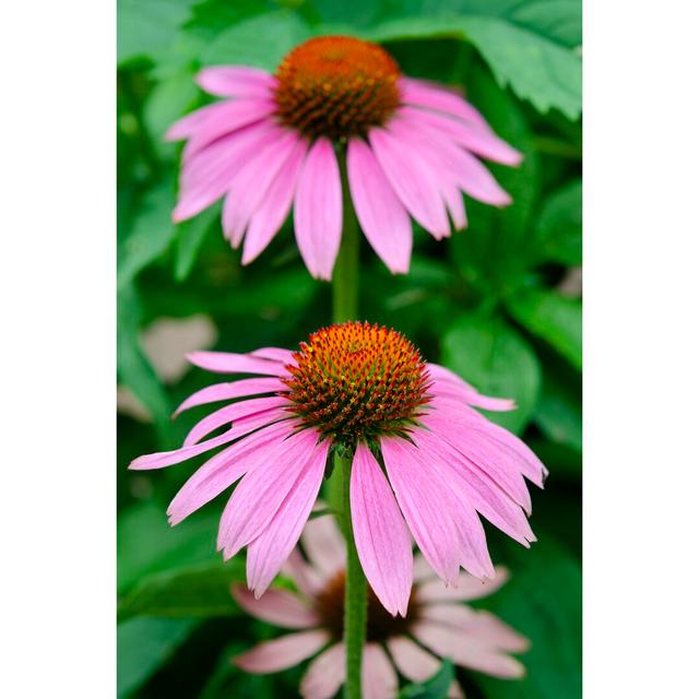 Pink Coneflowers II - Wrapped Canvas Print Ebern Designs Size: 76cm H x 51cm W on Productcaster.