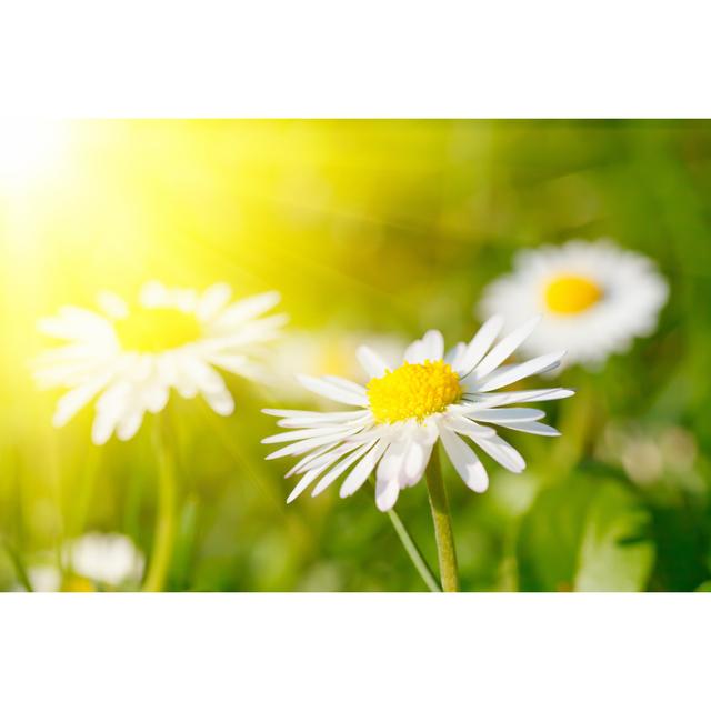 Daisy Flower in Grass - Wrapped Canvas Photograph 17 Stories Size: 81cm H x 122cm W x 3.8cm D on Productcaster.