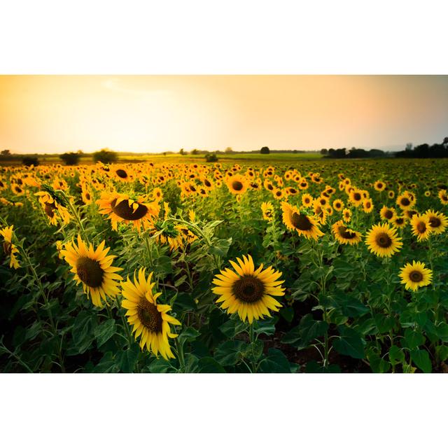 Sunflowers by Gopfaster - Wrapped Canvas Print August Grove Size: 81cm H x 122cm W x 3.8cm D on Productcaster.