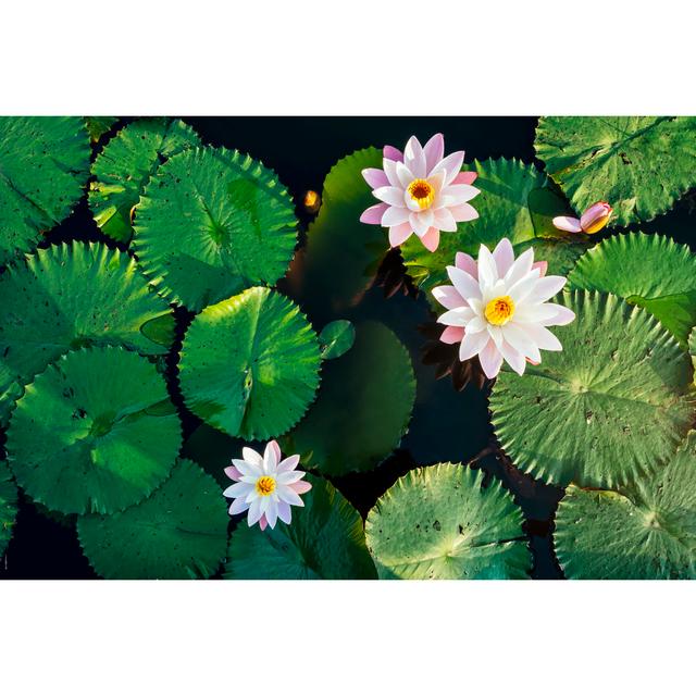 Lotus Flower by VTT Studio - Wrapped Canvas Print 17 Stories Size: 61cm H x 91cm W on Productcaster.