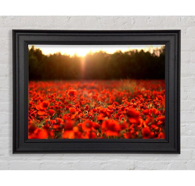 Poppies Meadow - Single Picture Frame Art Prints Ebern Designs Size: 59.7cm H x 84.1cm W x 8cm D on Productcaster.