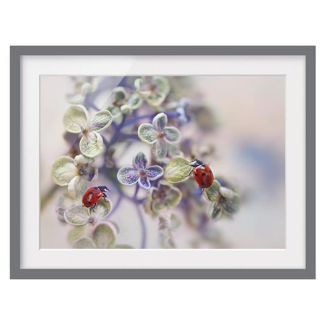 Ladybirds in Garden Framed Print East Urban Home Frame Options: Matt grey, Size: 70cm H x 100cm W on Productcaster.