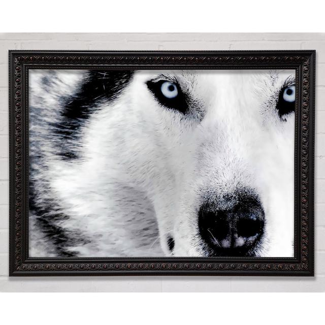 Siberian Husky Eyes Framed Print Bright Star Size: 29.7cm H x 42cm W on Productcaster.