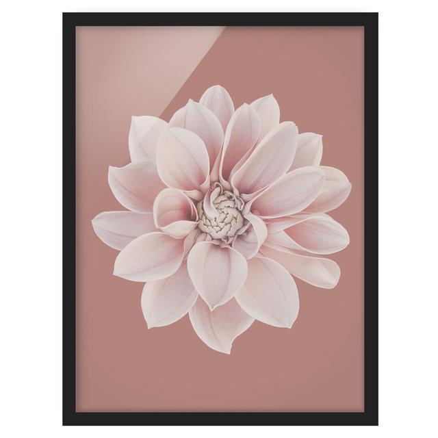 Dahlia Beigerot Pink - Picture Frame Graphic Art Ebern Designs Size: 100cm H x 70cm W x 2cm D, Frame Option: Black Framed on Productcaster.