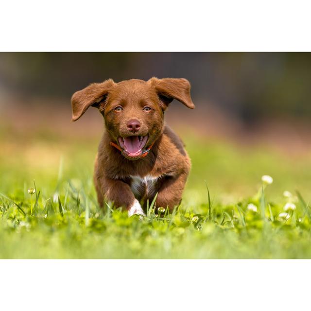 Little Dog Running with Flapping Ears by Creative Nature_nl - Wrapped Canvas Photograph Ebern Designs Size: 81cm H x 122cm W on Productcaster.