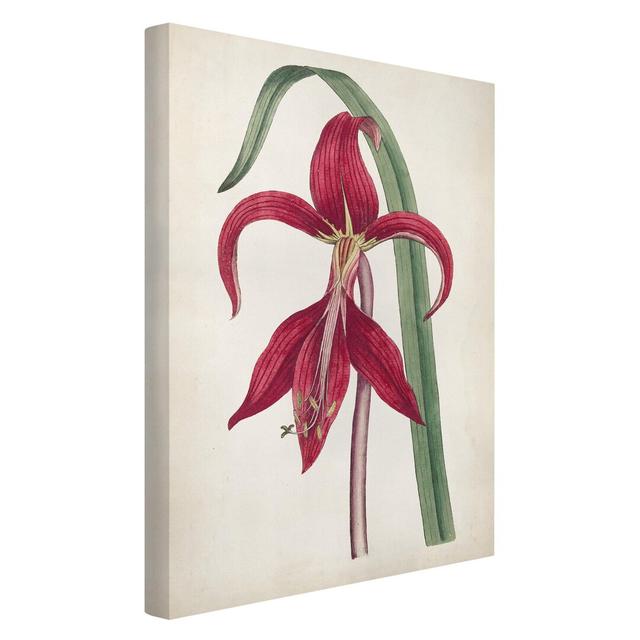 Garden Beauty I - Wrapped Canvas Graphic Art Rosalind Wheeler Size: 60cm H x 40cm W, Format: Canvas 260g/m² on Productcaster.