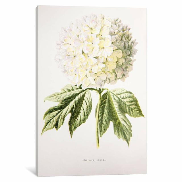 Guelder Rose by F. Edward Hulme - Wrapped Canvas Print East Urban Home Size: 101.6cm H x 66.04cm W x 3.81cm D on Productcaster.