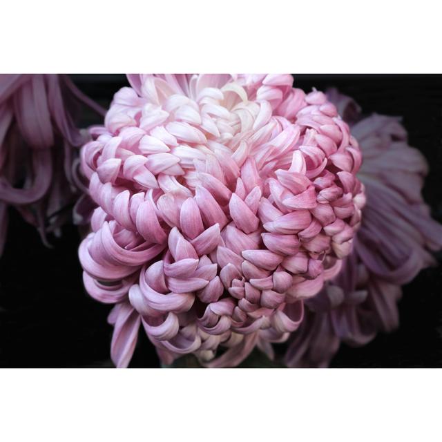 Closeup of Chrysanthemum - Wrapped Canvas Photograph Fairmont Park Size: 20cm H x 30cm W on Productcaster.