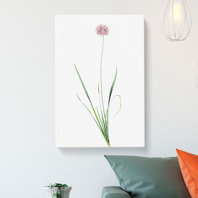 Mouse Garlic Flower by Pierre-Joseph Redoute - Wrapped Canvas Painting East Urban Home Size: 76cm H x 50cm W x 3cm D on Productcaster.