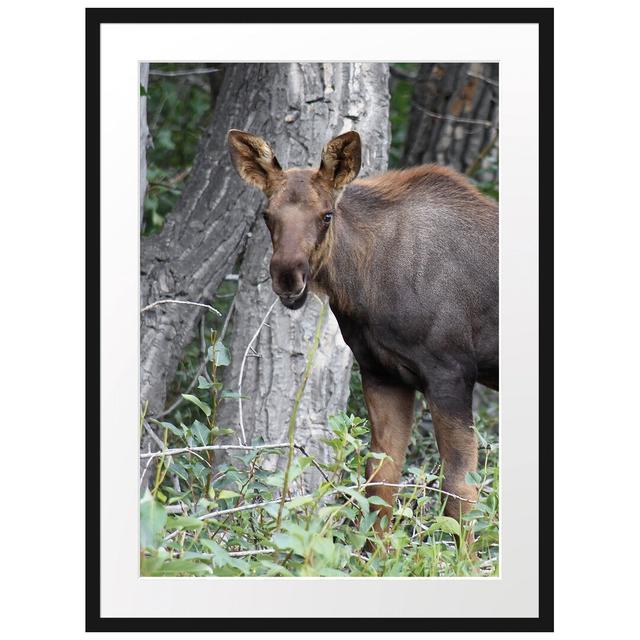 Gerahmter Fotodruck Beautiful Elk Cow in the Tall Grass East Urban Home Größe: 100 cm H x 70 cm B x 2,5 cm T, Matte Farbausführung: Weiß on Productcaster.