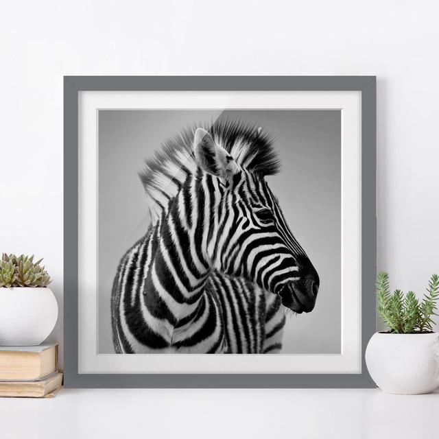 Gerahmter Fotodruck Baby Zebra Portrait II East Urban Home Rahmenauswahl: Mattgrau, Größe: 70 cm H x 70 cm B x 2 cm T on Productcaster.