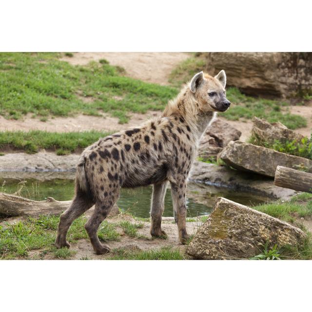 Spotted Hyena (Crocuta Crocuta) Ebern Designs Size: 61cm H x 91cm W x 3.8cm D on Productcaster.