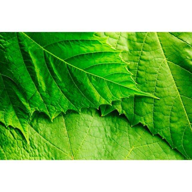 Green Leaf by Ivanmikhaylov - Wrapped Canvas Photograph 17 Stories Size: 30cm H x 46cm W on Productcaster.