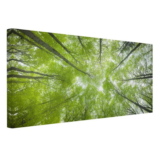 Beech Forest on the Lindkogel - Wrapped Canvas Photograph Union Rustic Format: Recycled Canvas, Size: 40cm H x 80cm W on Productcaster.