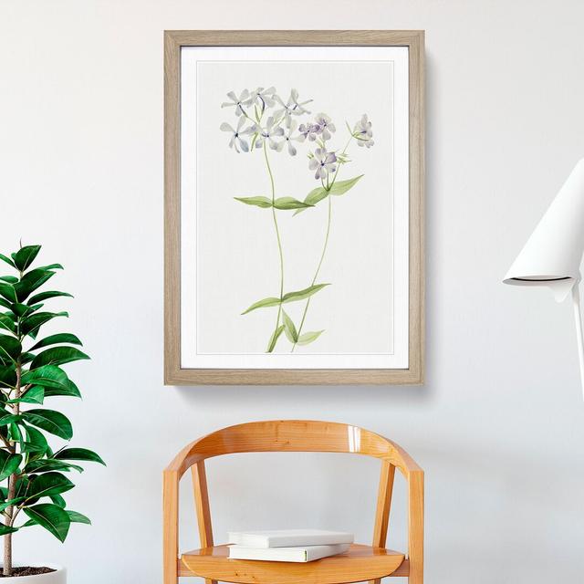 Blue Phlox by Mary Vaux Walcott - Picture Frame Painting East Urban Home Frame Option: Oak Framed, Size: 36cm H x 27cm W x 2cm D on Productcaster.