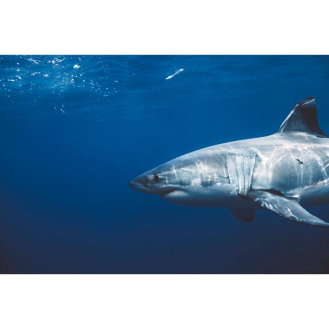 Great white shark House of Hampton Size: 81cm H x 122cm W on Productcaster.