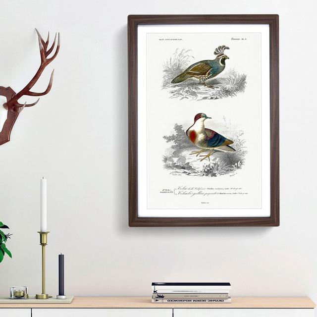 Bird Illustrations PL. 6 by Charles D' Orbigny - Single Picture Frame Painting East Urban Home Frame Option: Walnut Framed, Size: 33cm H x 24cm W x 2c on Productcaster.