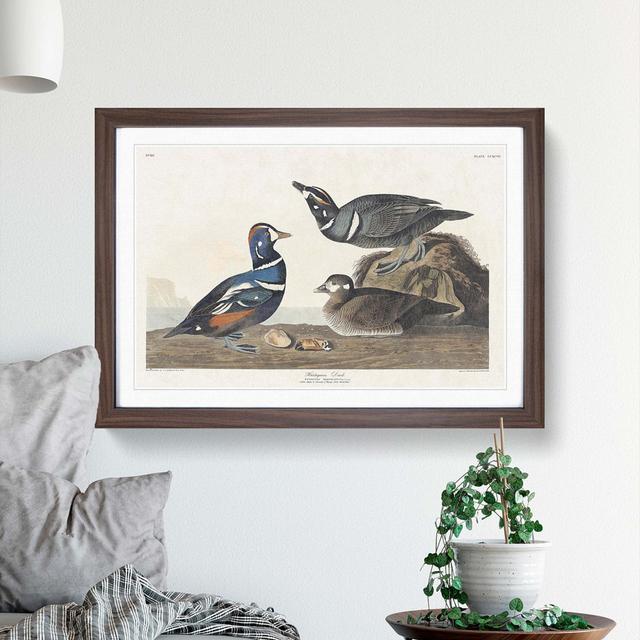 Harlequin Duck by John Audubon - Picture Frame Painting Print East Urban Home Size: 36cm H x 48cm W x 2cm D, Frame Option: Walnut Framed on Productcaster.