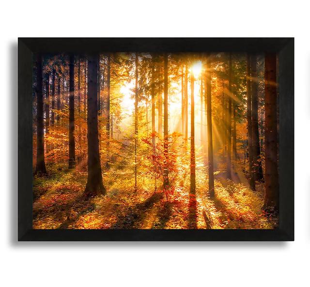 Autumn Sunray Through the Forest Alpen Home Format: Black Framed Canvas, Size: 30cm H x 42cm W x 10cm D on Productcaster.