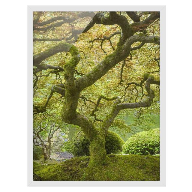 Green Japanese Garden - Picture Frame Graphic Art Union Rustic Size: 100cm H x 70cm W x 2cm D, Frame Option: White Framed on Productcaster.