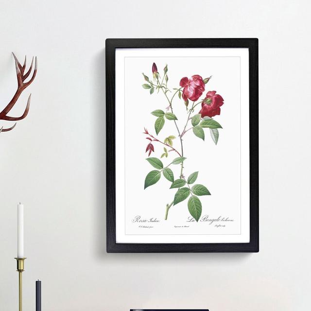 Velvet China Rose in Pink by Pierre-Joseph Redoute - Picture Frame Painting Print East Urban Home Frame Option: Black Framed, Size: 48cm H x 65cm W x on Productcaster.