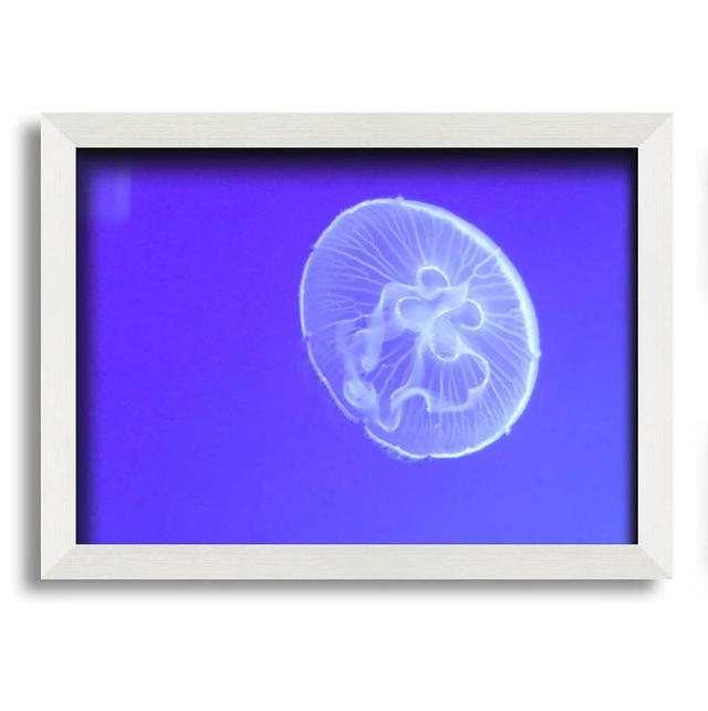 Horniman Jellyfish Framed Print Wall Art House of Hampton Size: 42cm H x 59.7cm W x 10cm D on Productcaster.