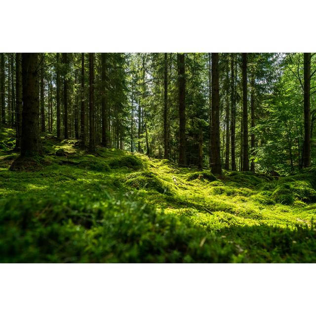 Green Mossy Forest by Jens Breuer - Wrapped Canvas Print Union Rustic Size: 20cm H x 30cm W x 3.8cm D on Productcaster.