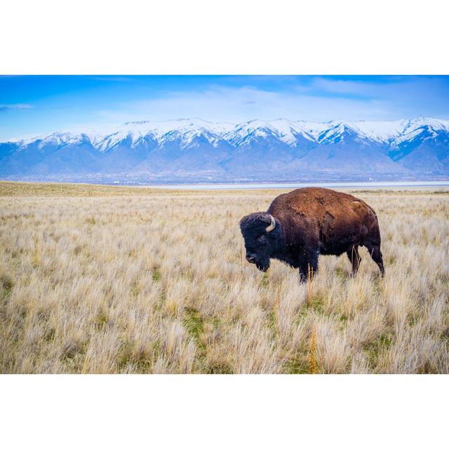 American Bison In The Field Of Antelope Island State Park, Utah by Cheri Alguire - Wrapped Canvas Print Gracie Oaks Size: 30cm H x 46cm W on Productcaster.