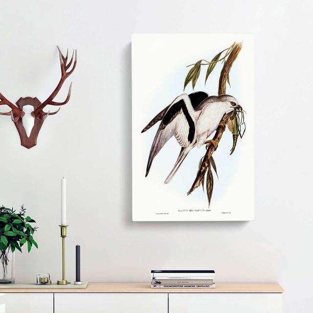 Letter-Winged Kite by Elizabeth Gould - Wrapped Canvas Print East Urban Home Size: 76cm H x 50cm W x 3cm D on Productcaster.