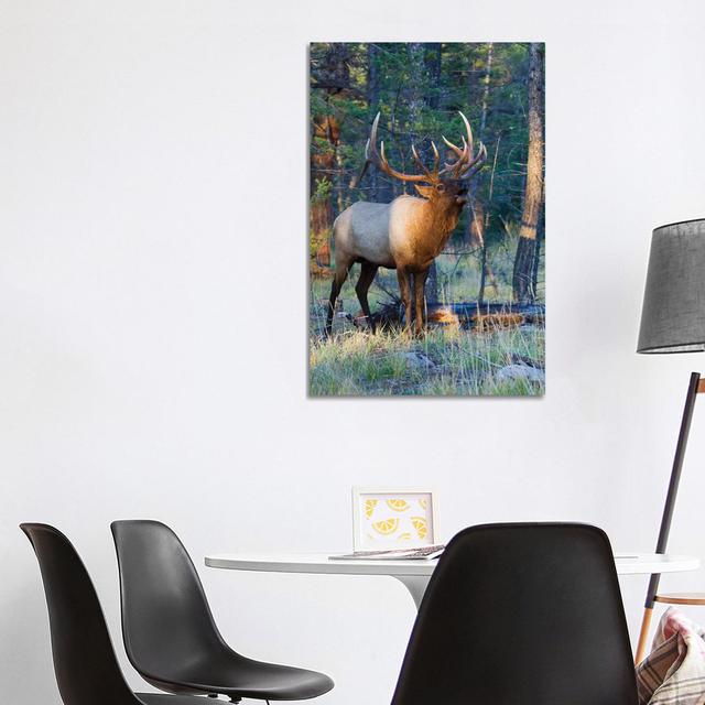 Rocky Mountain Bull Elk Bugling by Ken Archer - Wrapped Canvas Gallery-Wrapped Canvas Giclée Alpen Home Size: 101.6cm H x 66.04cm W x 3.81 cm D on Productcaster.