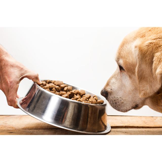 Labrador Retriever Dog Eating by Agustin Vai - Wrapped Canvas Photograph Ebern Designs Size: 20cm H x 30cm W x 3.8cm D on Productcaster.