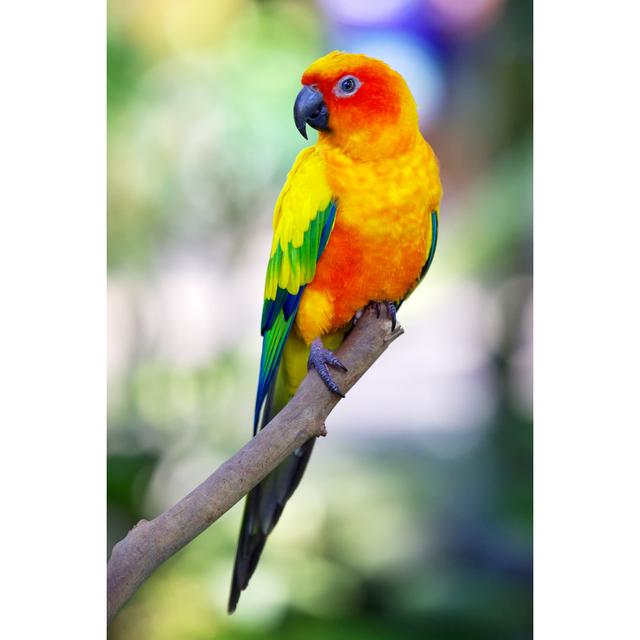 Colorful Sun Bird - Wrapped Canvas Print 17 Stories Size: 122cm H x 81cm W x 3.8cm D on Productcaster.