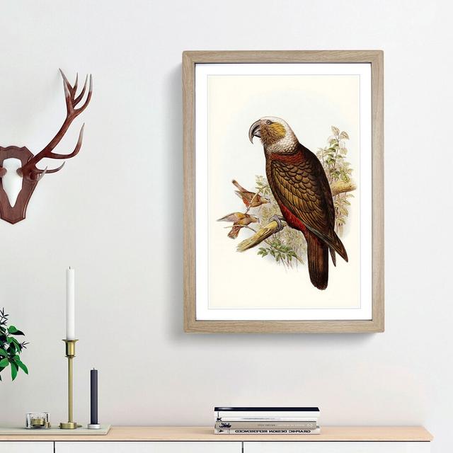 Ka-Ka Parrot by Elizabeth Gould - Picture Frame Graphic Art Print East Urban Home Frame Option: Oak Framed, Size: 65cm H x 48cm W x 2cm D on Productcaster.