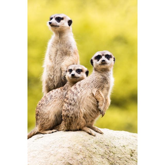 Meerkats On Guard by Zoran Kolundzija - No Frame Print on Canvas 17 Stories Size: 76cm H x 51cm W on Productcaster.