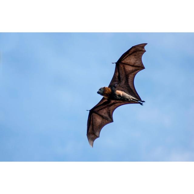 Grey-headed Flying Fox In Flight by Thomasmales - Wrapped Canvas Print 17 Stories Size: 61cm H x 91cm W on Productcaster.