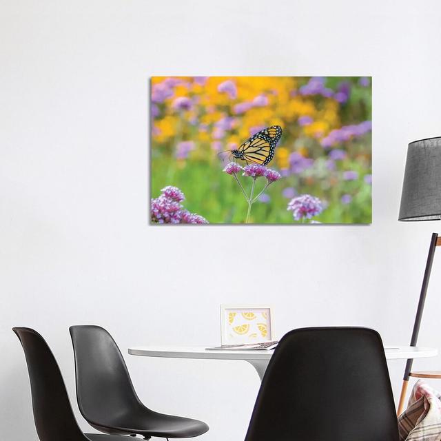 Close-Up Of Monarch Butterfly On Wildflower, Boothbay Harbor, Maine, USA by Panoramic Images - Wrapped Canvas Gallery-Wrapped Canvas Giclée August Gro on Productcaster.