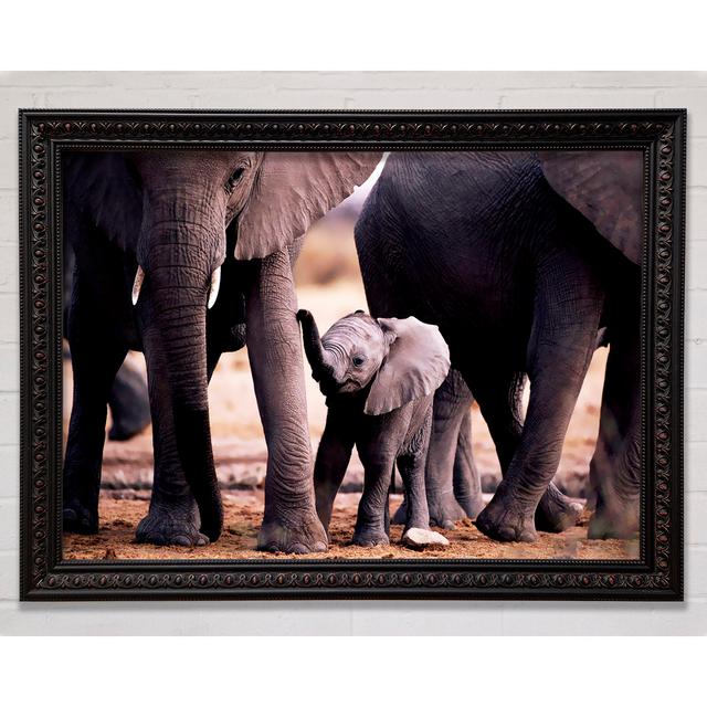 Baby Elephant Love - Single Picture Frame Art Prints Bright Star Size: 29.7cm H x 42cm W on Productcaster.