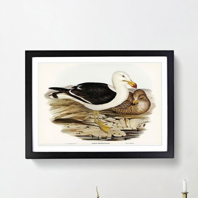 Pacific Gull by Elizabeth Gould - Picture Frame Painting Print East Urban Home Frame Option: Black Framed, Size: 48cm H x 65cm W x 2cm D on Productcaster.